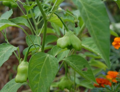 467.JPG (159.17 KiB) Osservato 754 volte 467.JPG