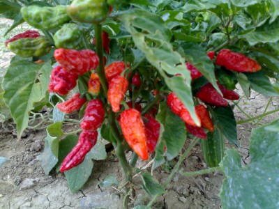 15092017peperoncini-bhut-jolokia.jpg (233.26 KiB) Osservato 567 volte 15092017peperoncini-bhut-jolokia.jpg