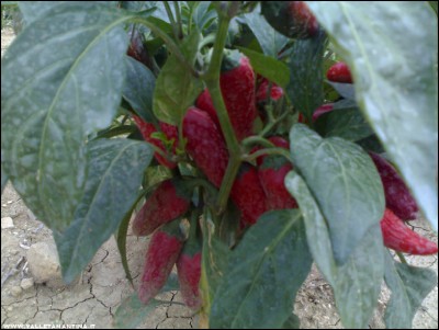 15092017peperoncini-jalapeno.jpg (168.71 KiB) Osservato 567 volte 15092017peperoncini-jalapeno.jpg