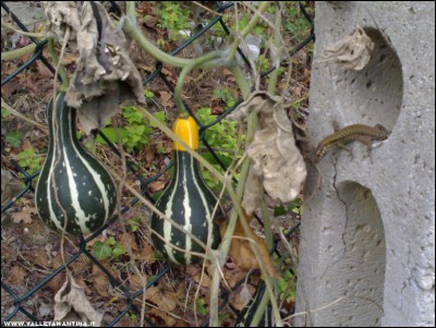 15092017lucertola.jpg (232.05 KiB) Osservato 567 volte 15092017lucertola.jpg