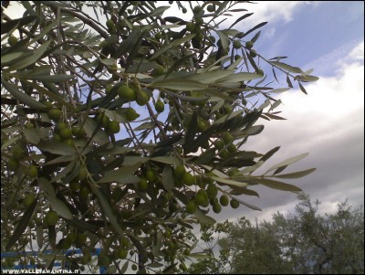 15092017oliva.jpg (244.98 KiB) Osservato 567 volte 15092017oliva.jpg