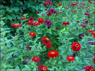 15092017zinnie.jpg (328.74 KiB) Osservato 567 volte 15092017zinnie.jpg