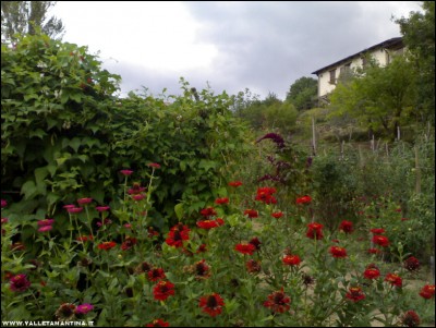 15092017zinnie-fagioli.jpg (219.44 KiB) Osservato 567 volte 15092017zinnie-fagioli.jpg