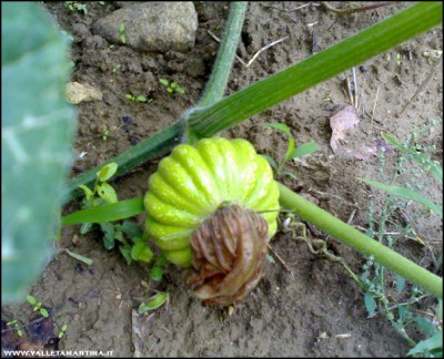 15092017zucca-moscata.jpg (187.01 KiB) Osservato 567 volte 15092017zucca-moscata.jpg