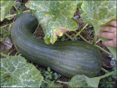 15092017zucca-napoletana.jpg (225.32 KiB) Osservato 564 volte 15092017zucca-napoletana.jpg