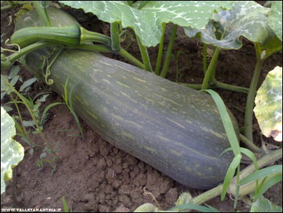 15092017zucca-napoletana2.jpg (203.66 KiB) Osservato 564 volte 15092017zucca-napoletana2.jpg