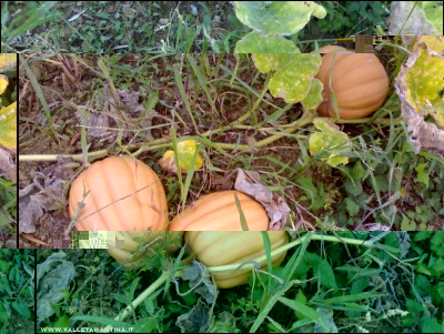 15092017zucche.jpg (298 KiB) Osservato 564 volte 15092017zucche.jpg