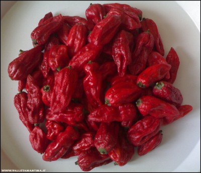 20092017pep-bhut-jolokia.jpg (149.91 KiB) Osservato 564 volte 20092017pep-bhut-jolokia.jpg