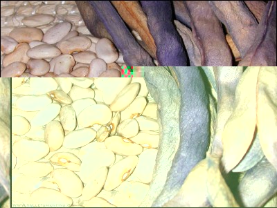 fagiolini-viola-seme.jpg (226.44 KiB) Osservato 564 volte fagiolini-viola-seme.jpg