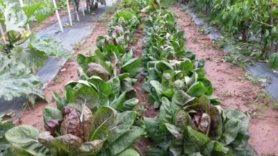 242.jpg (135.15 KiB) Osservato 818 volte 242.jpg