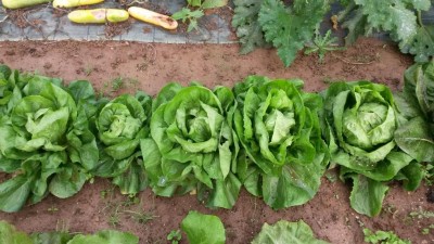 243.jpg (120.5 KiB) Osservato 818 volte 243.jpg