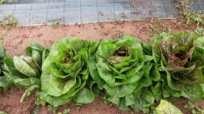 244.jpg (116.94 KiB) Osservato 818 volte 244.jpg