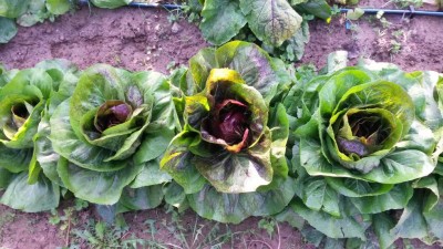 245.jpg (128.22 KiB) Osservato 816 volte 245.jpg