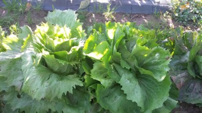 246.jpg (99.94 KiB) Osservato 816 volte 246.jpg