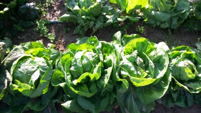 247.jpg (119.72 KiB) Osservato 816 volte 247.jpg