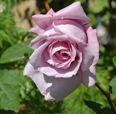 471.JPG (182.17 KiB) Osservato 693 volte 471.JPG