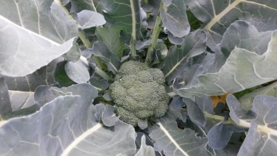 249.jpg (79.46 KiB) Osservato 657 volte 249.jpg