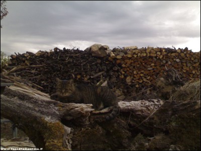 24092017micia.jpg (158.31 KiB) Osservato 487 volte 24092017micia.jpg