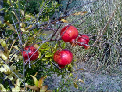 25092017melograno.jpg (350.13 KiB) Osservato 487 volte 25092017melograno.jpg
