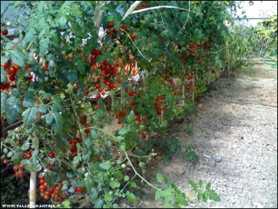 22092017ciliegini.jpg (322.25 KiB) Osservato 485 volte 22092017ciliegini.jpg