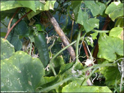 22092017cetriolo.jpg (235.53 KiB) Osservato 484 volte 22092017cetriolo.jpg