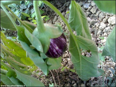 22092017melanzana.jpg (220.85 KiB) Osservato 484 volte 22092017melanzana.jpg