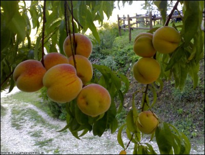 22092017pesche.jpg (224.27 KiB) Osservato 484 volte 22092017pesche.jpg