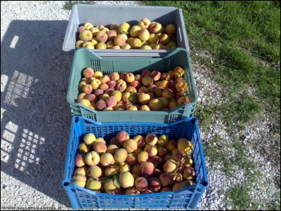 23092017raccolta-pesche.jpg (299.2 KiB) Osservato 484 volte 23092017raccolta-pesche.jpg