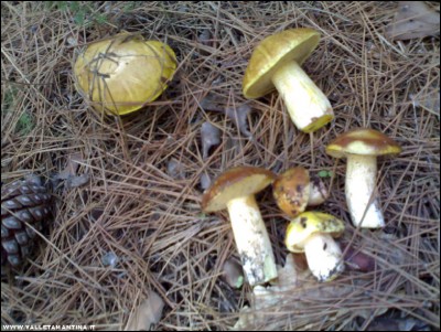 25092017raccolta-funghi.jpg (243.88 KiB) Osservato 484 volte 25092017raccolta-funghi.jpg