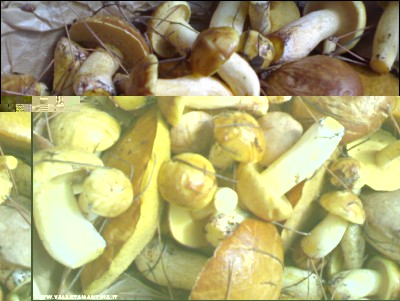 25092017funghi2.jpg (187.15 KiB) Osservato 484 volte 25092017funghi2.jpg