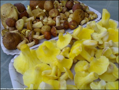 25092017funghi3.jpg (174.48 KiB) Osservato 484 volte 25092017funghi3.jpg