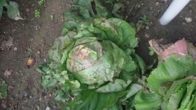 20170927_093803.jpg (98.39 KiB) Osservato 878 volte 20170927_093803.jpg