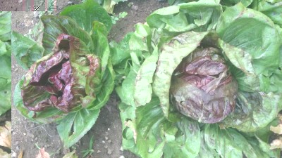 20170927_093812.jpg (107.22 KiB) Osservato 878 volte 20170927_093812.jpg