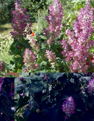 472.JPG (174.9 KiB) Osservato 643 volte 472.JPG