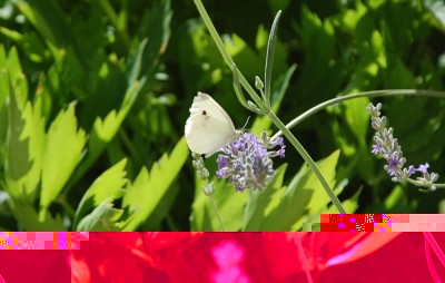 473.JPG (148.87 KiB) Osservato 643 volte 473.JPG