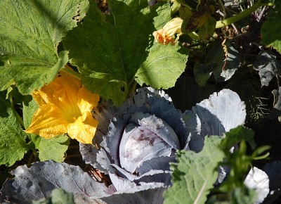 475.JPG (252.15 KiB) Osservato 643 volte 475.JPG