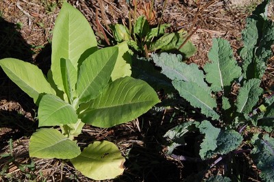 477.JPG (294.03 KiB) Osservato 629 volte 477.JPG