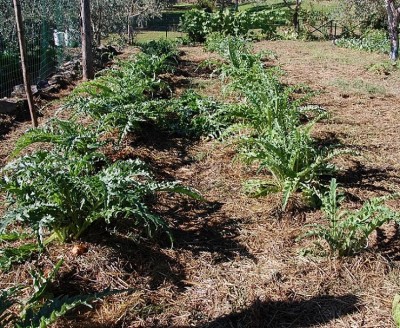 478.JPG (396.91 KiB) Osservato 629 volte 478.JPG