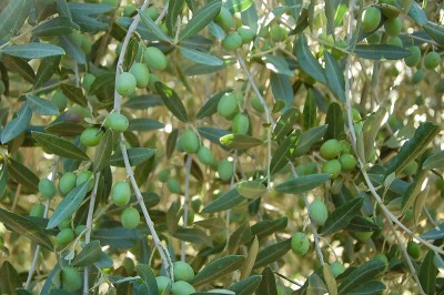 479.JPG (224.93 KiB) Osservato 629 volte 479.JPG