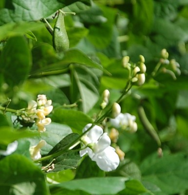 482.JPG (146.56 KiB) Osservato 621 volte 482.JPG