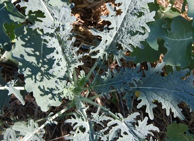 484.JPG (297.23 KiB) Osservato 561 volte 484.JPG