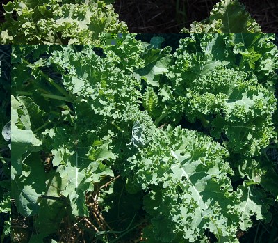 486.JPG (376.83 KiB) Osservato 561 volte 486.JPG