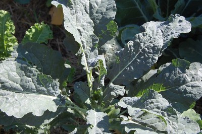 485.JPG (242.73 KiB) Osservato 561 volte 485.JPG