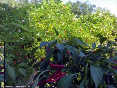 28092017peperoncini-fagioli.jpg (279.1 KiB) Osservato 580 volte 28092017peperoncini-fagioli.jpg