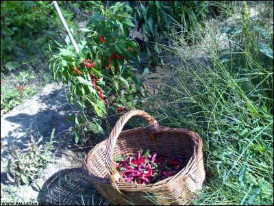 28092017peppers.jpg (395.27 KiB) Osservato 580 volte 28092017peppers.jpg