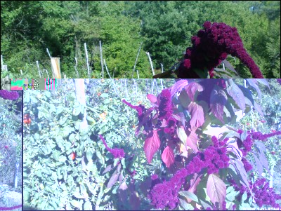 28092017amaranto-pomodori.jpg (363.87 KiB) Osservato 580 volte 28092017amaranto-pomodori.jpg