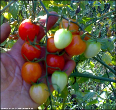 28092017fragolini.jpg (159.24 KiB) Osservato 580 volte 28092017fragolini.jpg