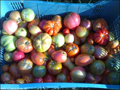 28092017pomodori.jpg (214.56 KiB) Osservato 578 volte 28092017pomodori.jpg