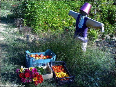 28092017raccolto.jpg (361.12 KiB) Osservato 578 volte 28092017raccolto.jpg