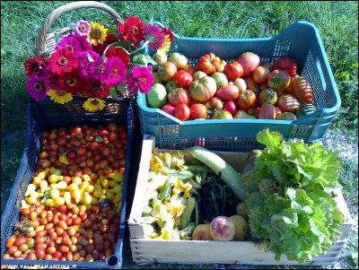 28092017raccolto2.jpg (386 KiB) Osservato 578 volte 28092017raccolto2.jpg